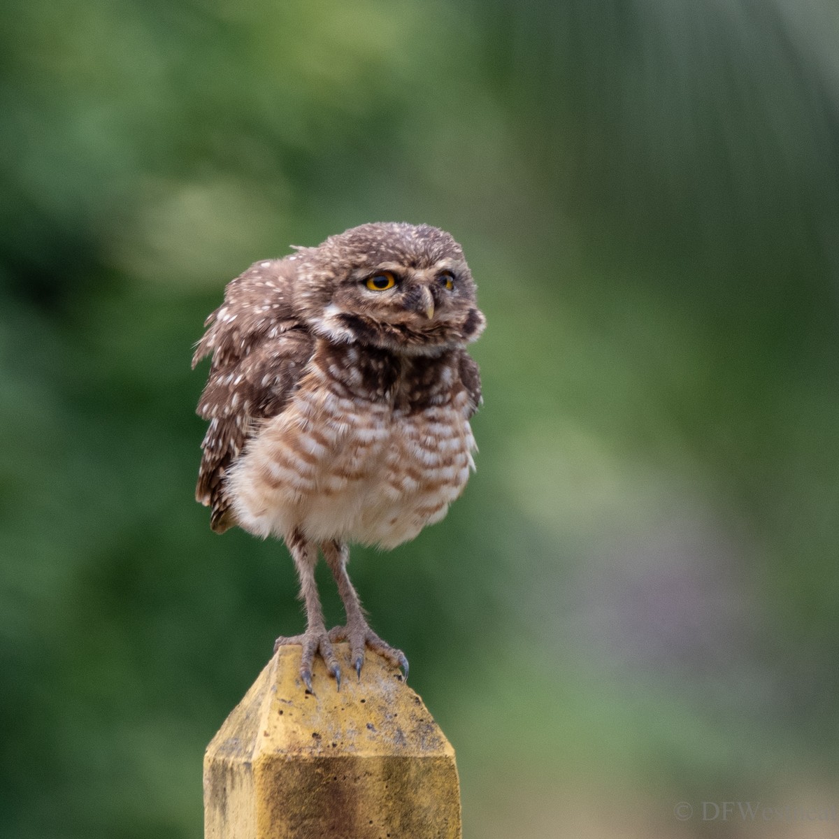 Burrowing Owl - ML611480009
