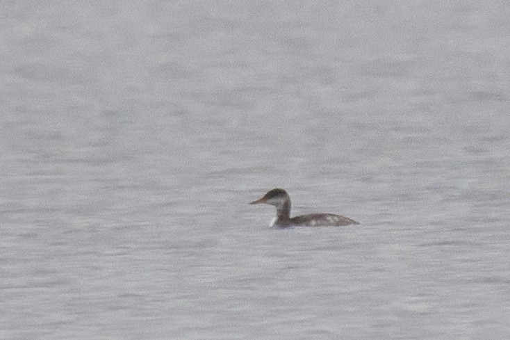 Red-necked Grebe - David Mou