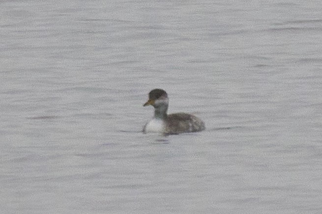 Red-necked Grebe - David Mou