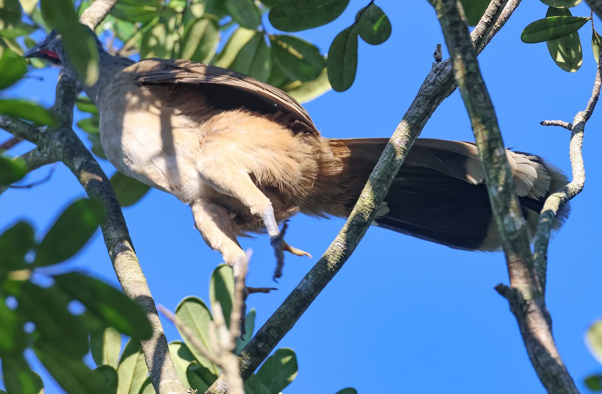 Plain Chachalaca - Pam Rasmussen