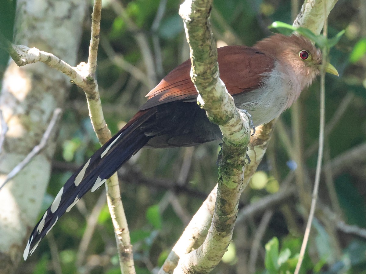 Squirrel Cuckoo - Pam Rasmussen