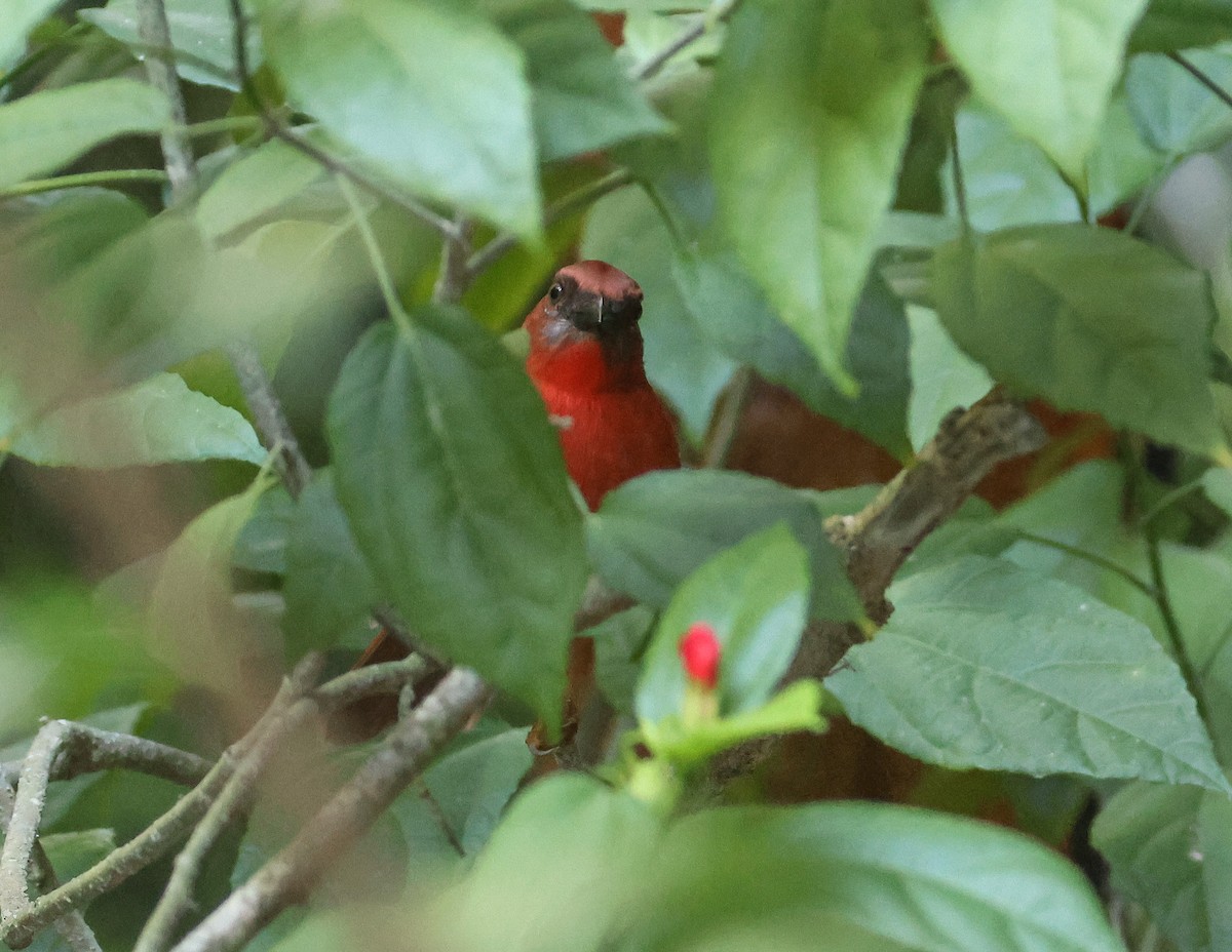 Red-throated Ant-Tanager - Pam Rasmussen