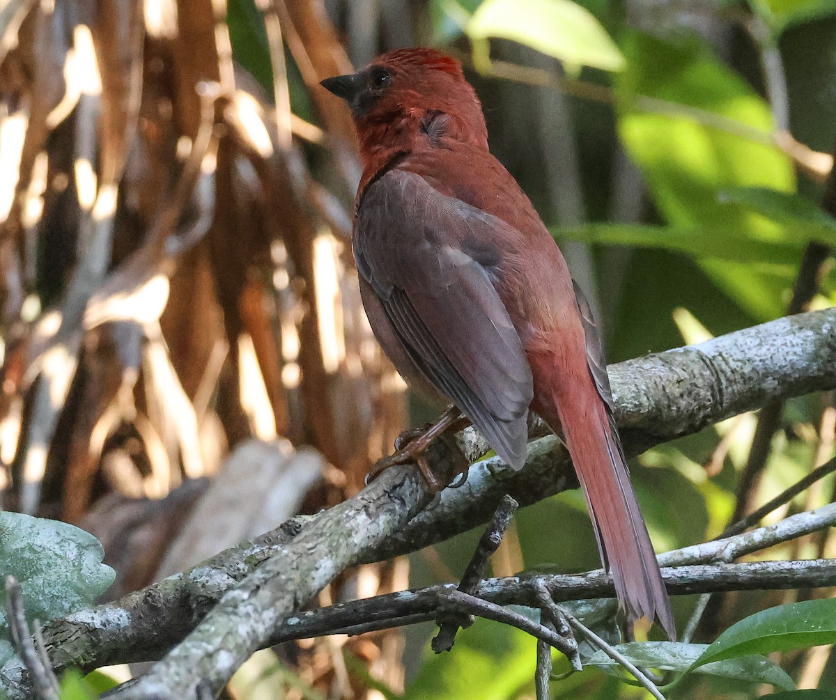 Red-throated Ant-Tanager - Pam Rasmussen