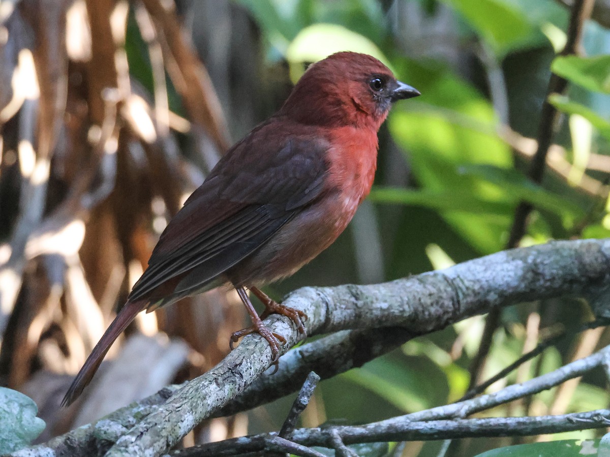 Red-throated Ant-Tanager - Pam Rasmussen