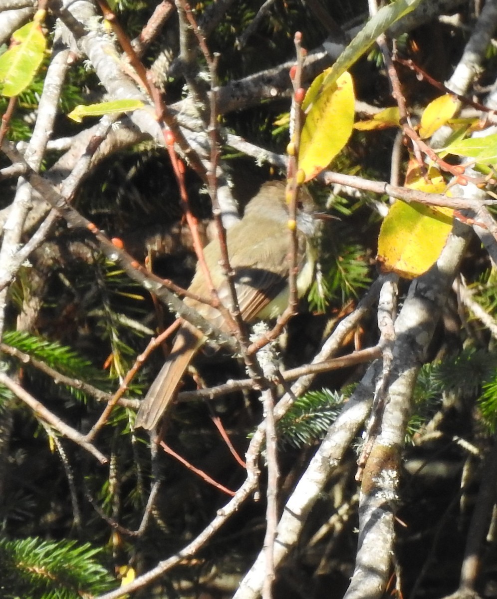 Dusky-capped Flycatcher - Team Ona