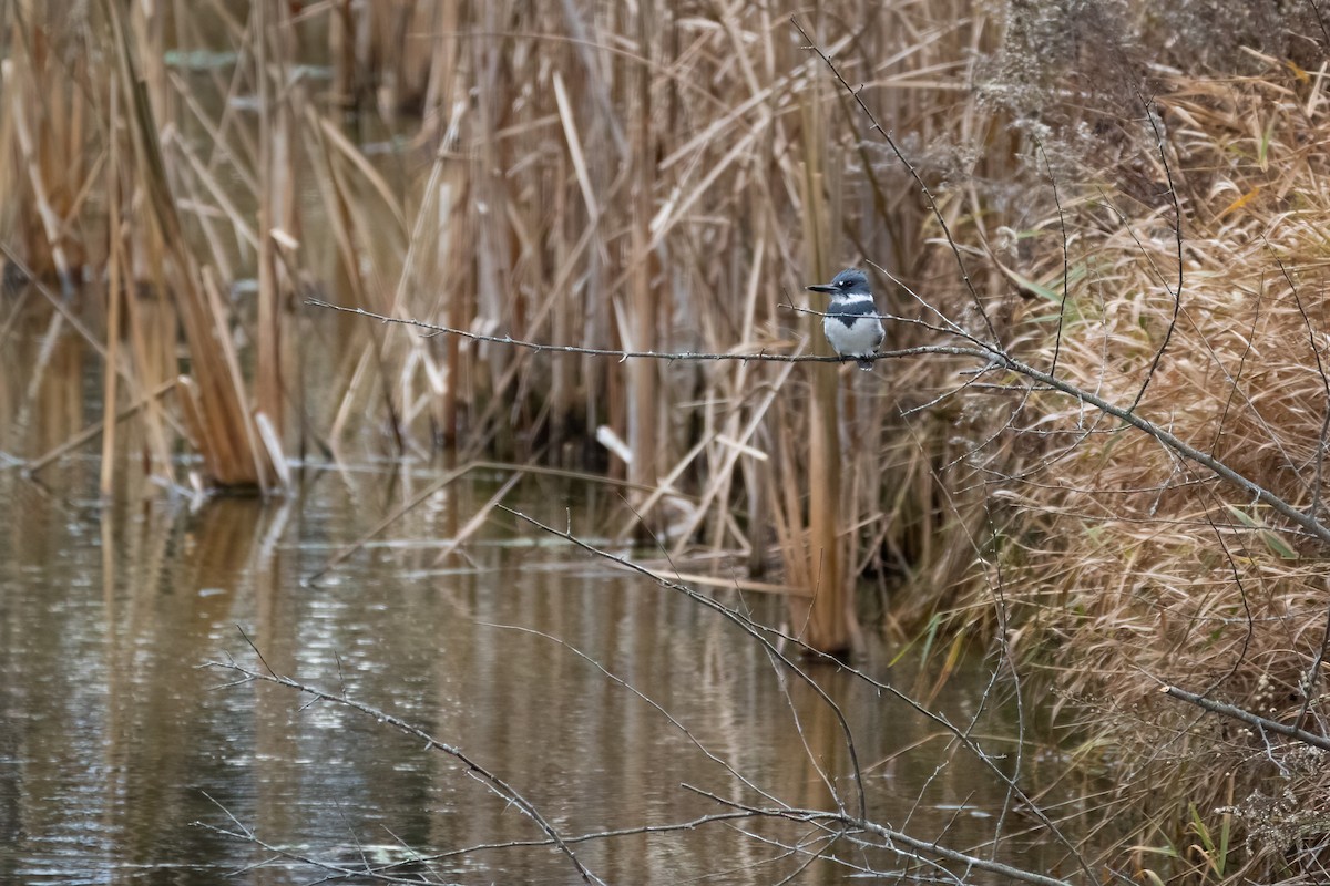 Belted Kingfisher - ML611480250