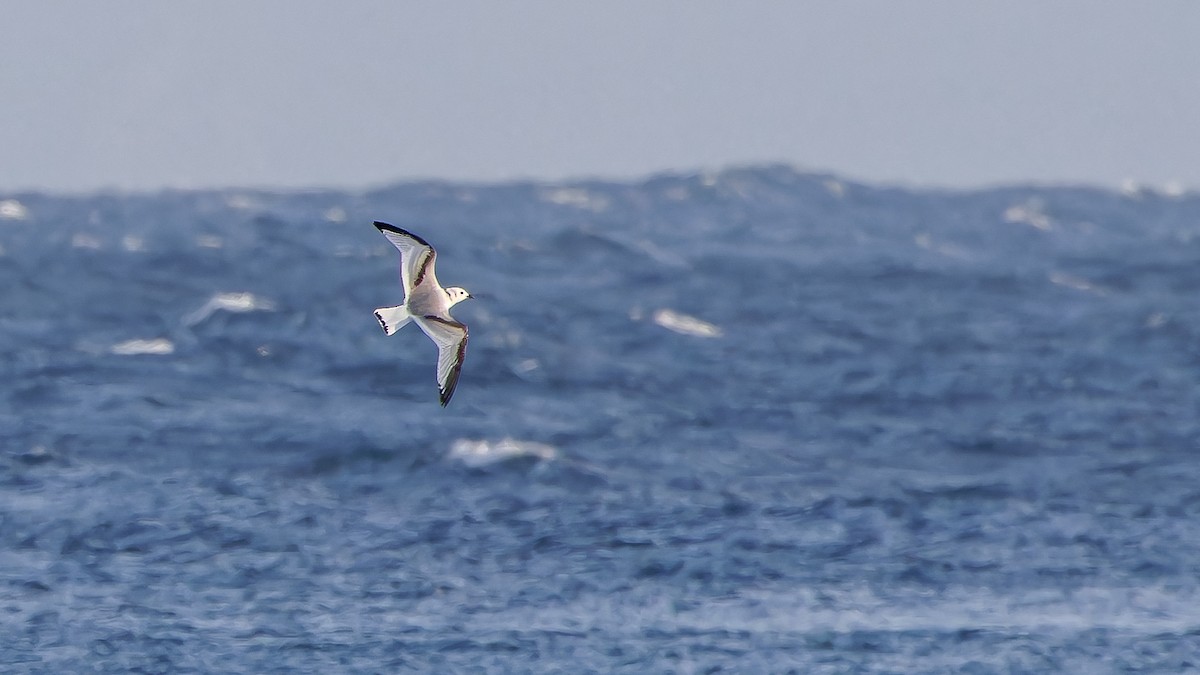 Black-legged Kittiwake - ML611480432