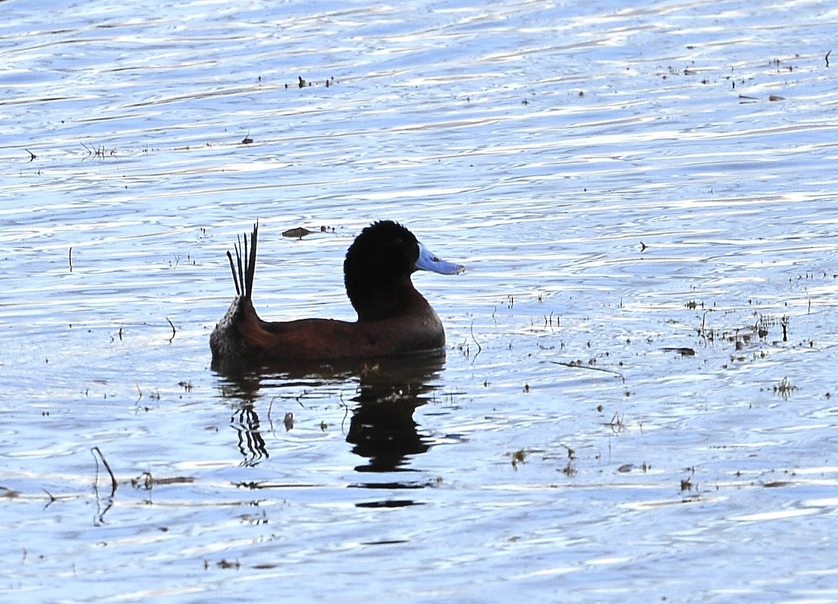 Andean Duck - ML611480511