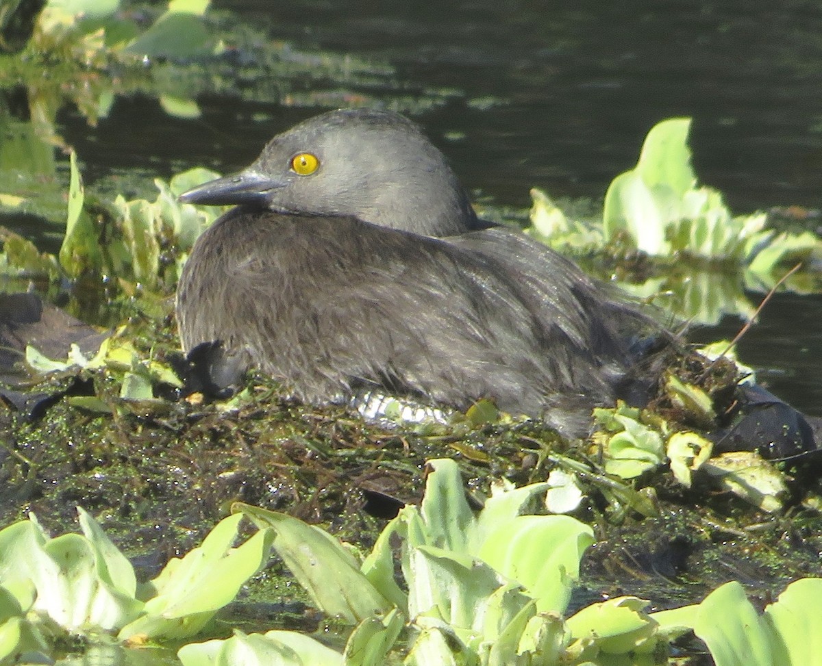 Least Grebe - ML611480534