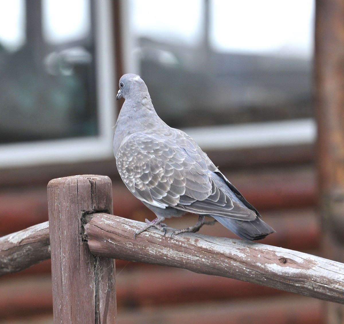 Spot-winged Pigeon - ML611480540
