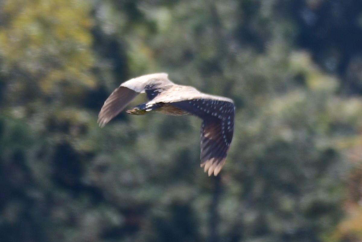 Yellow-crowned/Black-crowned Night Heron - ML611480565