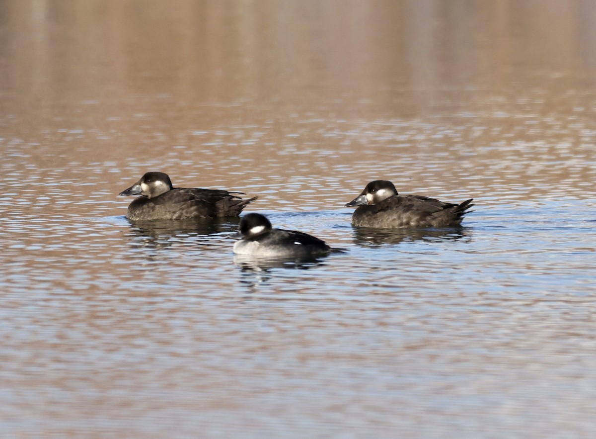 Surf Scoter - Dave Benes