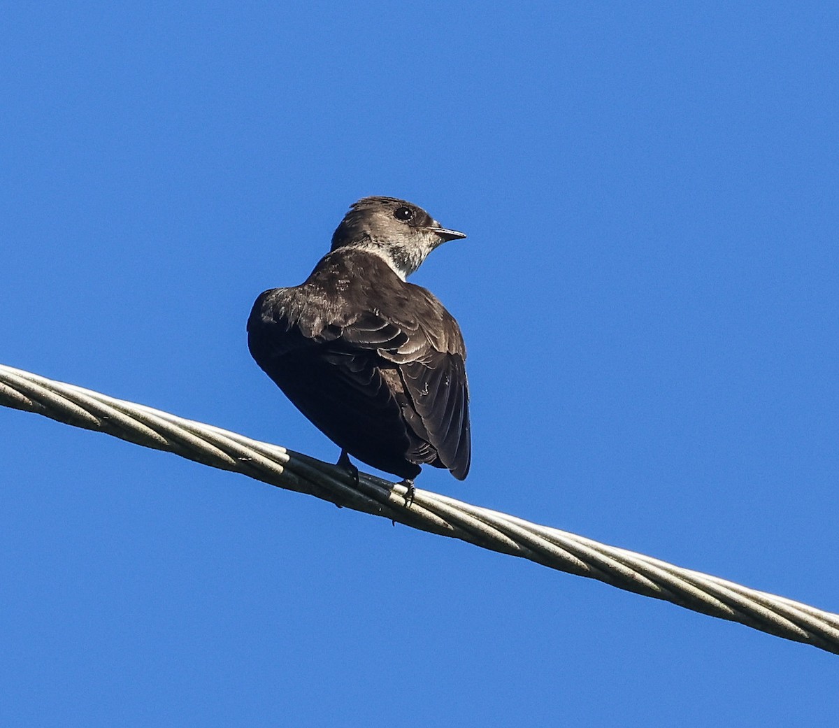 Northern Rough-winged Swallow (Ridgway's) - Pam Rasmussen