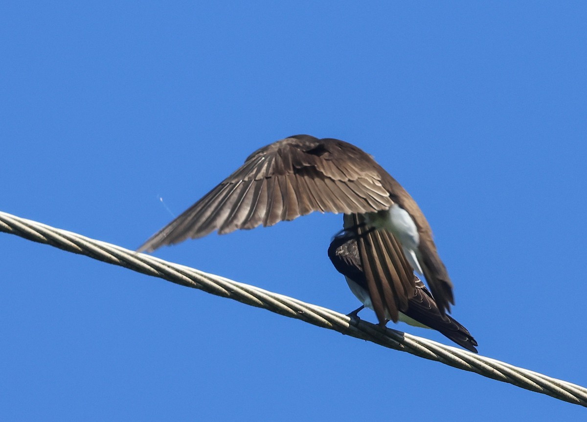 Northern Rough-winged Swallow (Ridgway's) - ML611480619