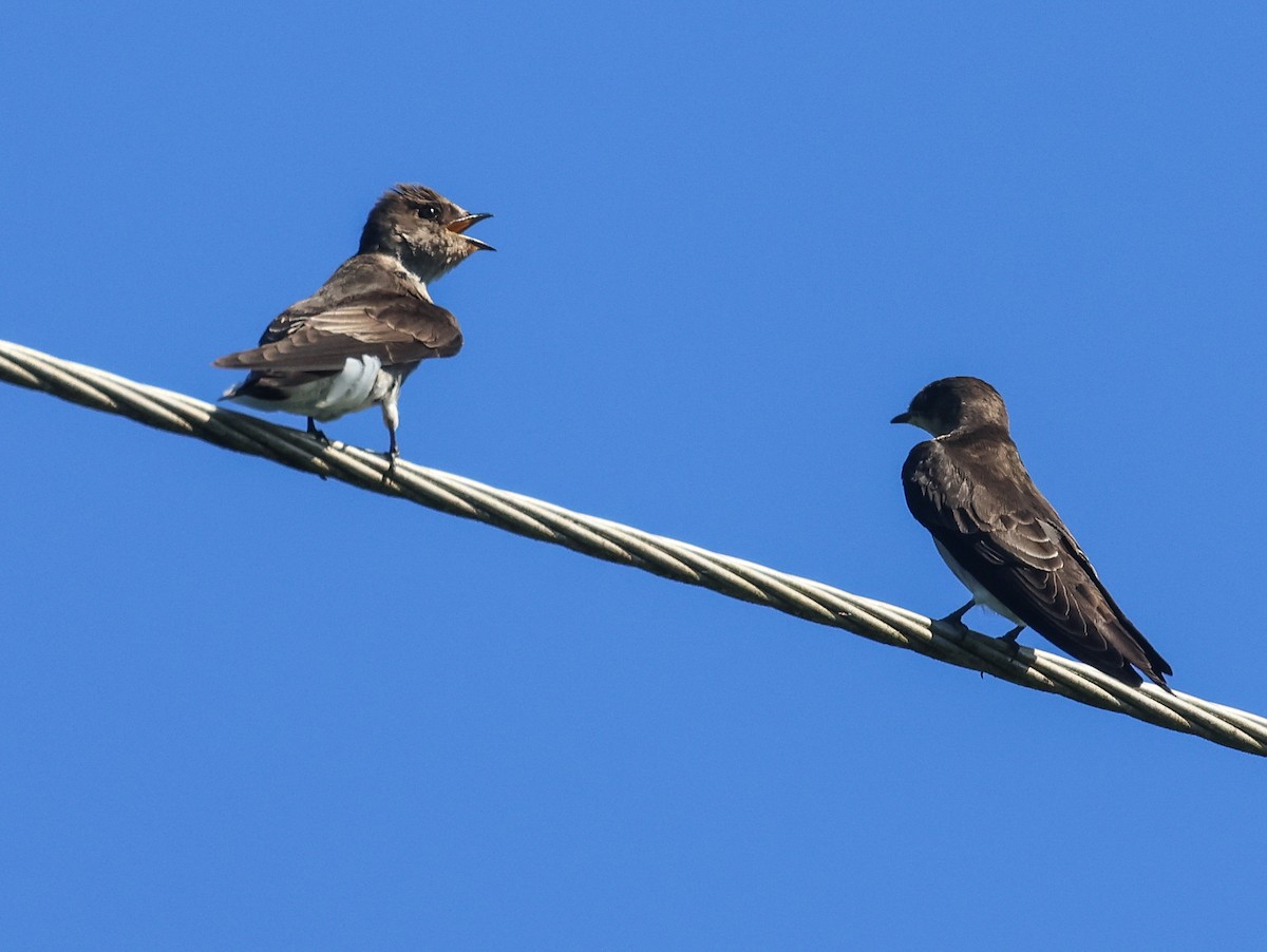 Northern Rough-winged Swallow (Ridgway's) - Pam Rasmussen