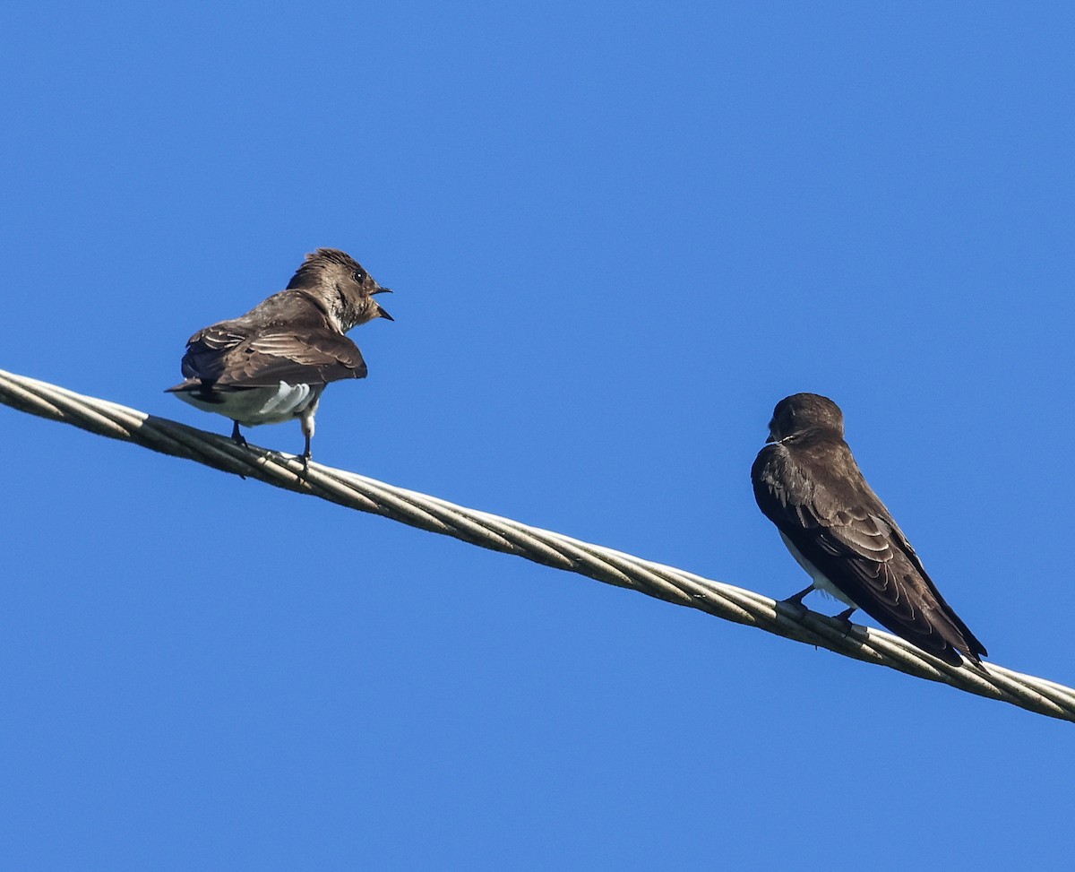 Northern Rough-winged Swallow (Ridgway's) - Pam Rasmussen