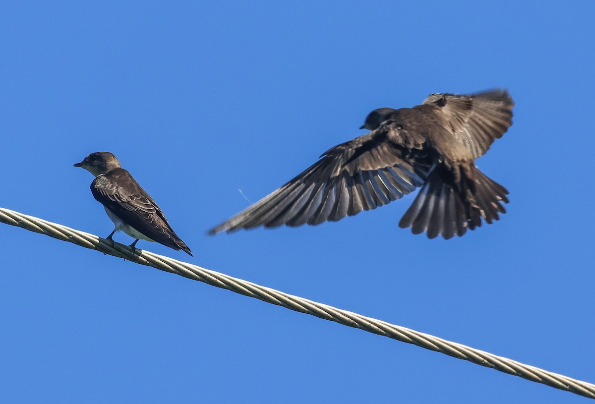 Northern Rough-winged Swallow (Ridgway's) - Pam Rasmussen