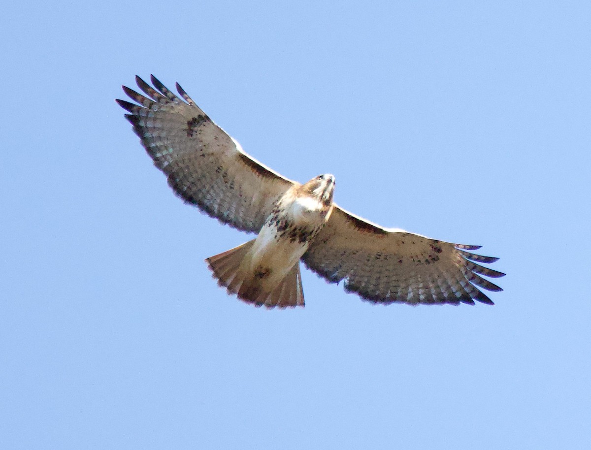 Red-tailed Hawk - ML611480656