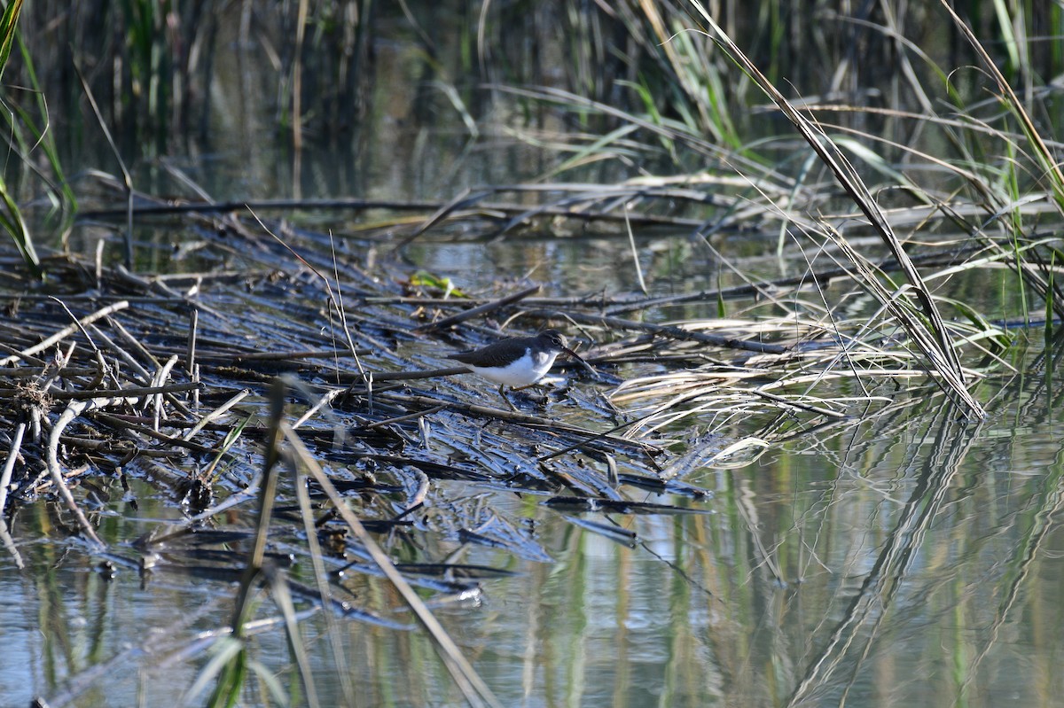 Spotted Sandpiper - John Becker