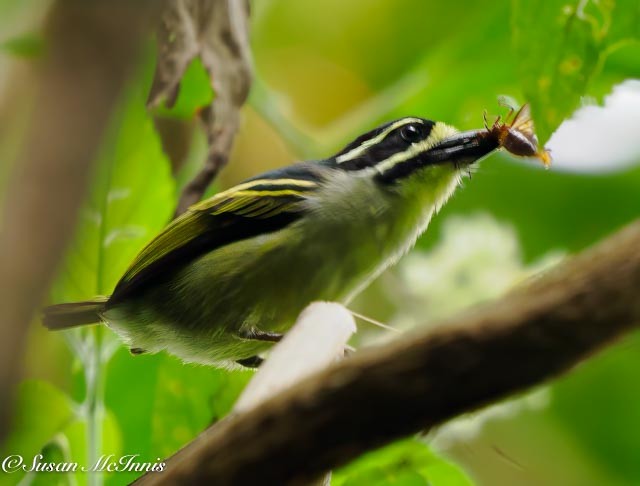 Yellow-throated Tinkerbird - ML611480788