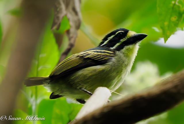Yellow-throated Tinkerbird - Susan Mac