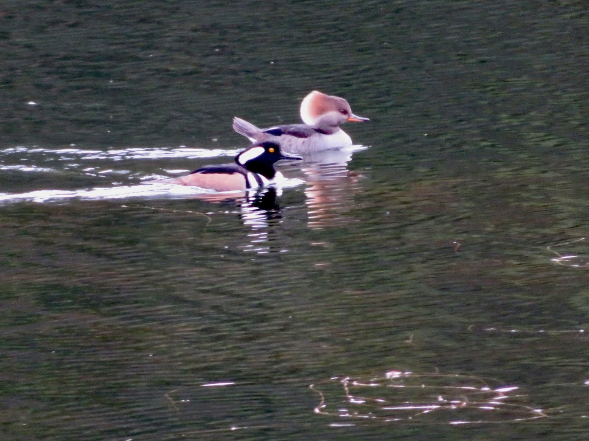 Hooded Merganser - ML611480844