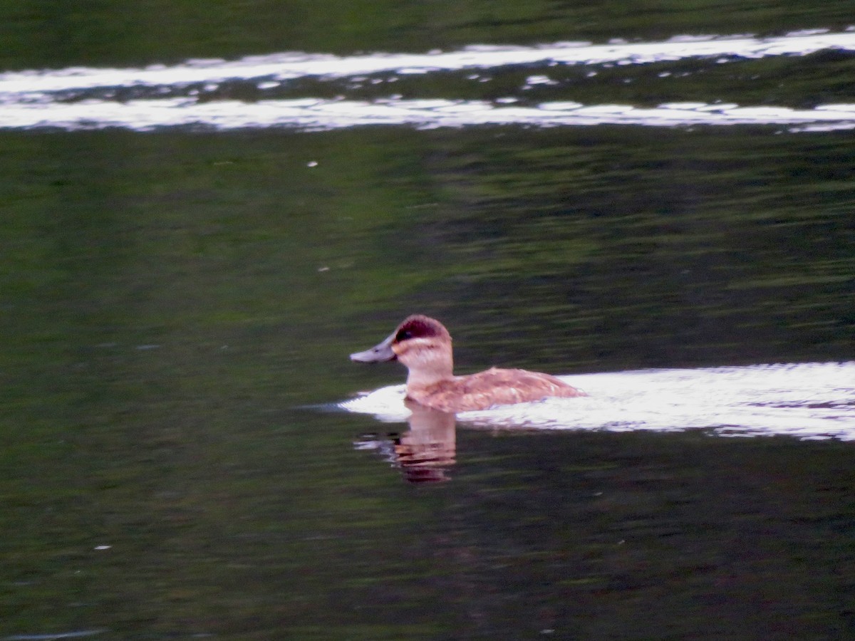 Ruddy Duck - ML611480848