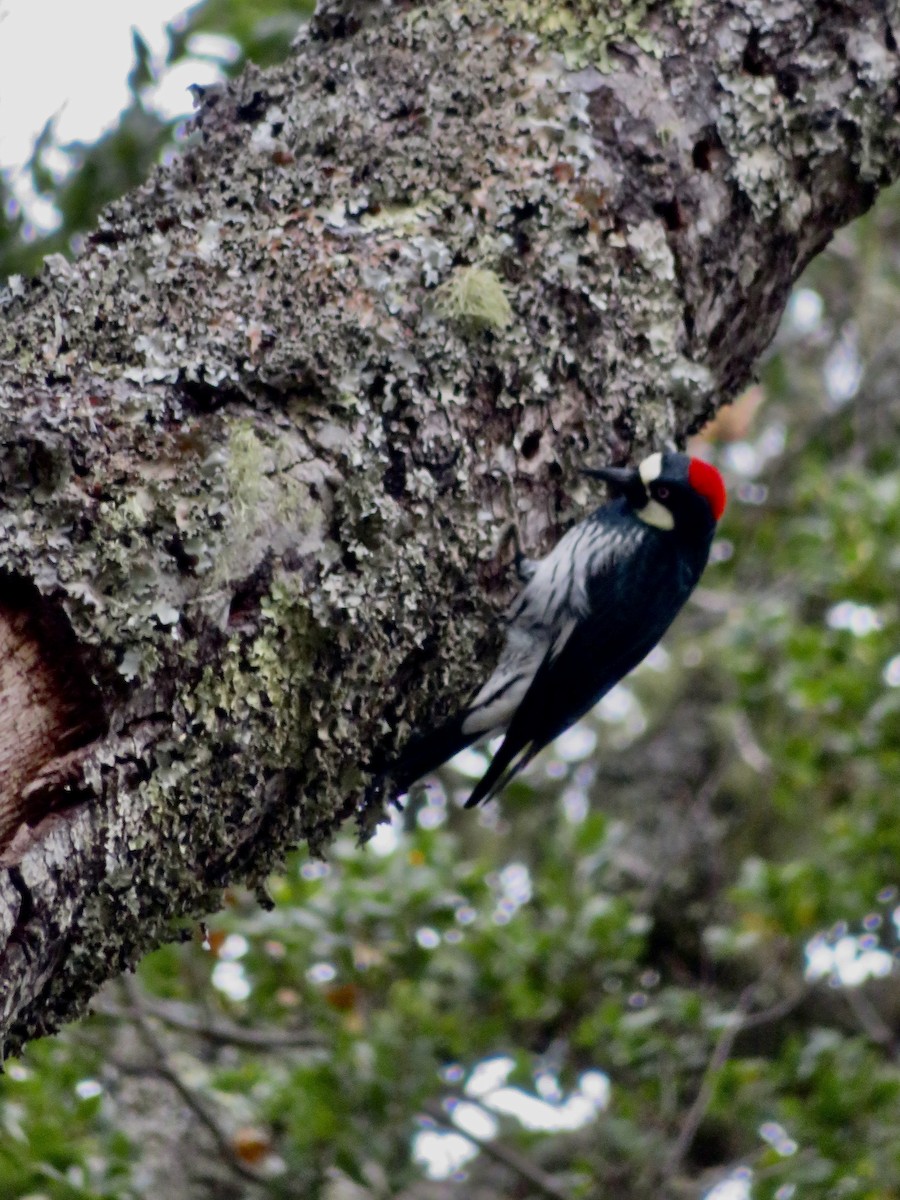 Acorn Woodpecker - Anita Toney