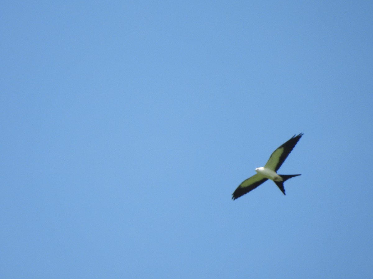 Swallow-tailed Kite - Jacob Tsikoyak