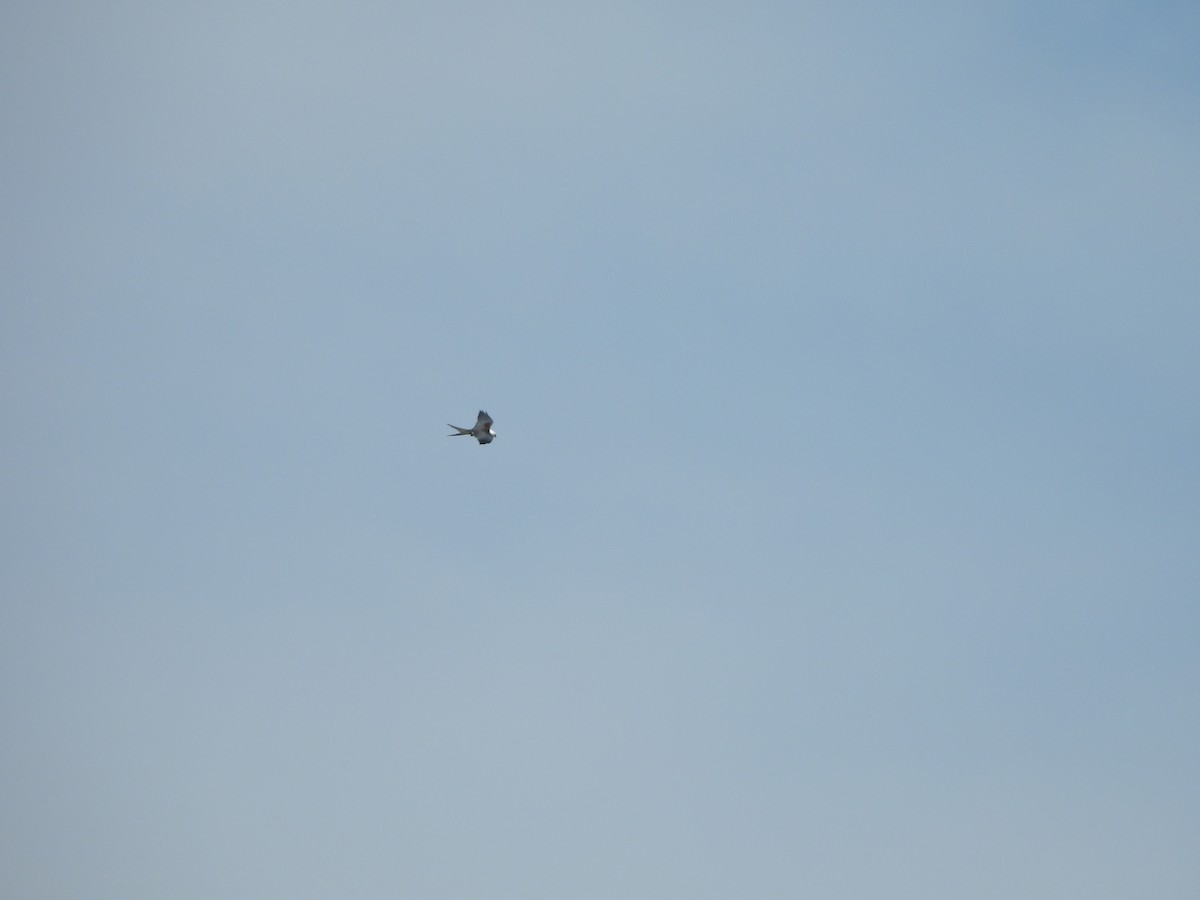Swallow-tailed Kite - Jacob Tsikoyak