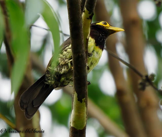 Yellow-billed Barbet (Eastern) - Susan Mac