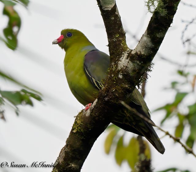 African Green-Pigeon - ML611481005