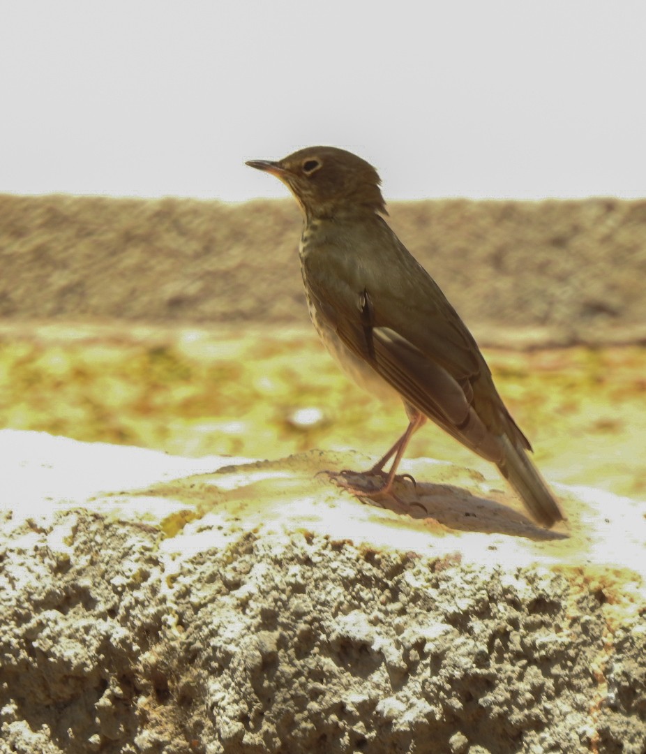 Swainson's Thrush - ML611481007