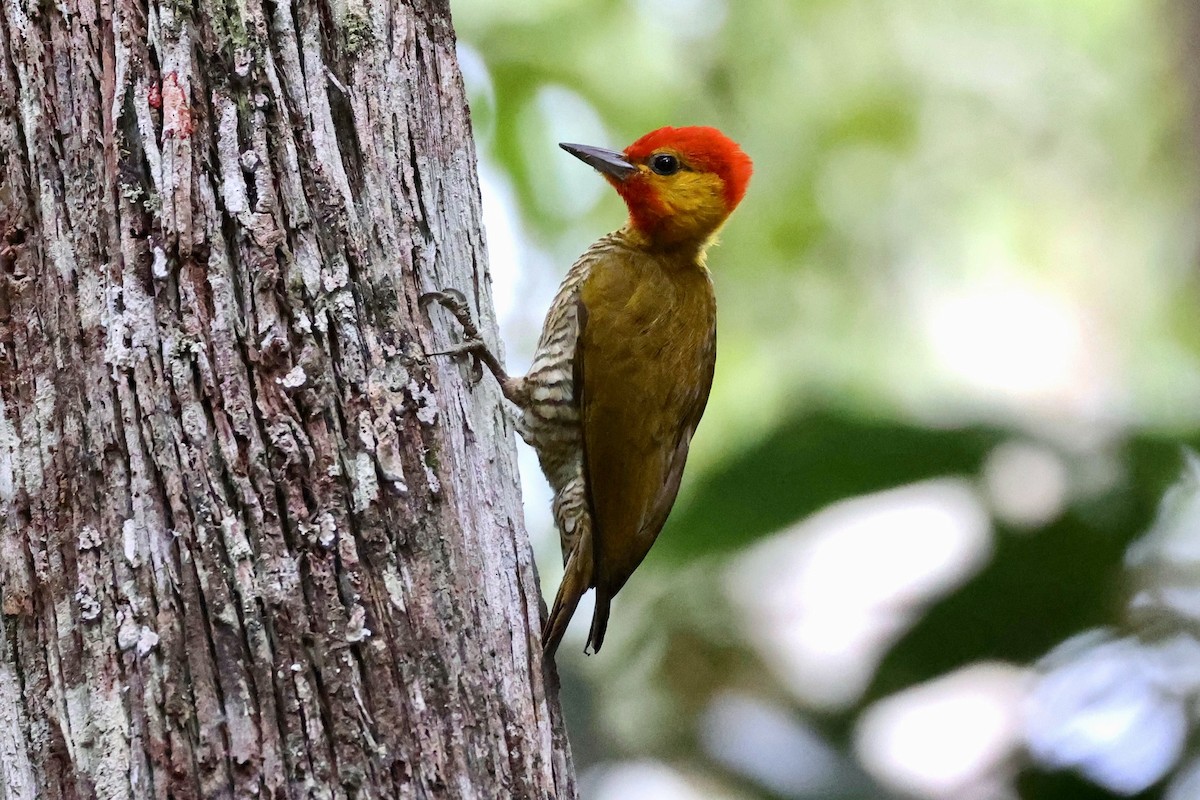 Yellow-throated Woodpecker - ML611481032