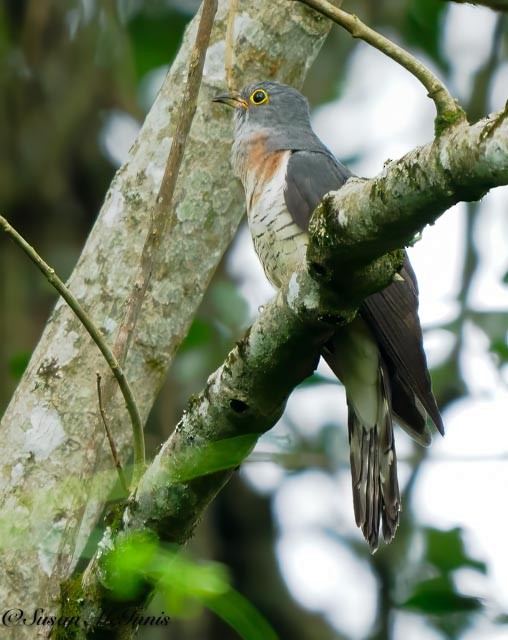 Red-chested Cuckoo - ML611481034