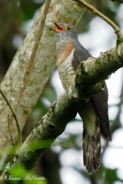 Red-chested Cuckoo - ML611481046
