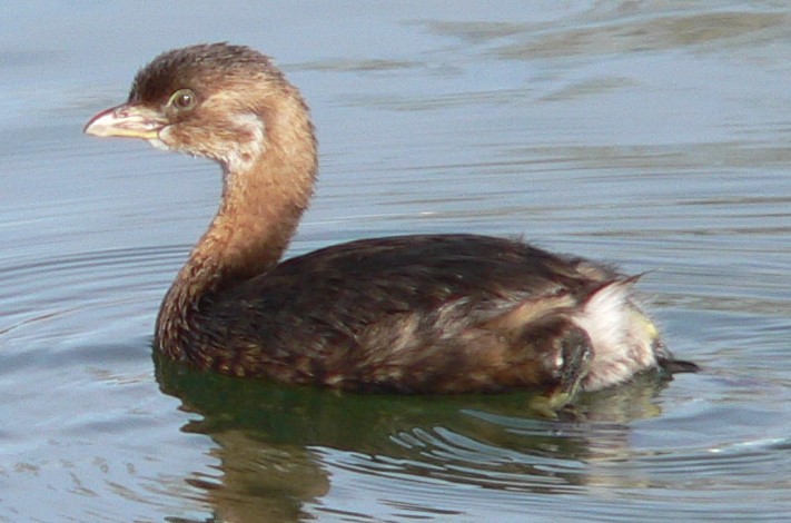 Pied-billed Grebe - ML611481065