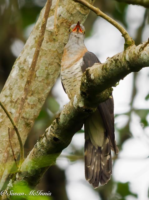 Red-chested Cuckoo - ML611481081