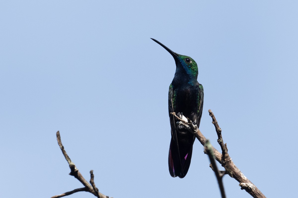 kolibřík tropický - ML611481139