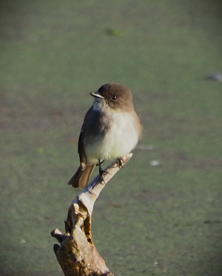 Eastern Phoebe - ML611481187