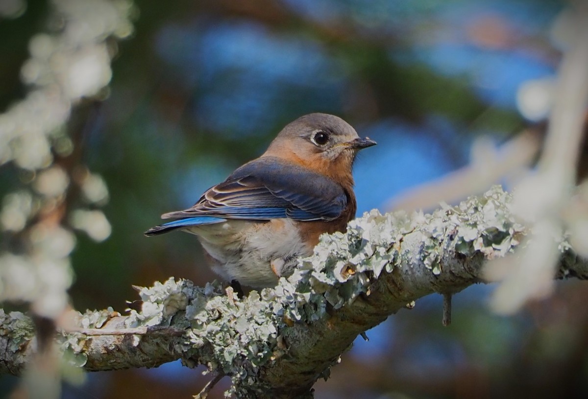 Eastern Bluebird - ML611481206