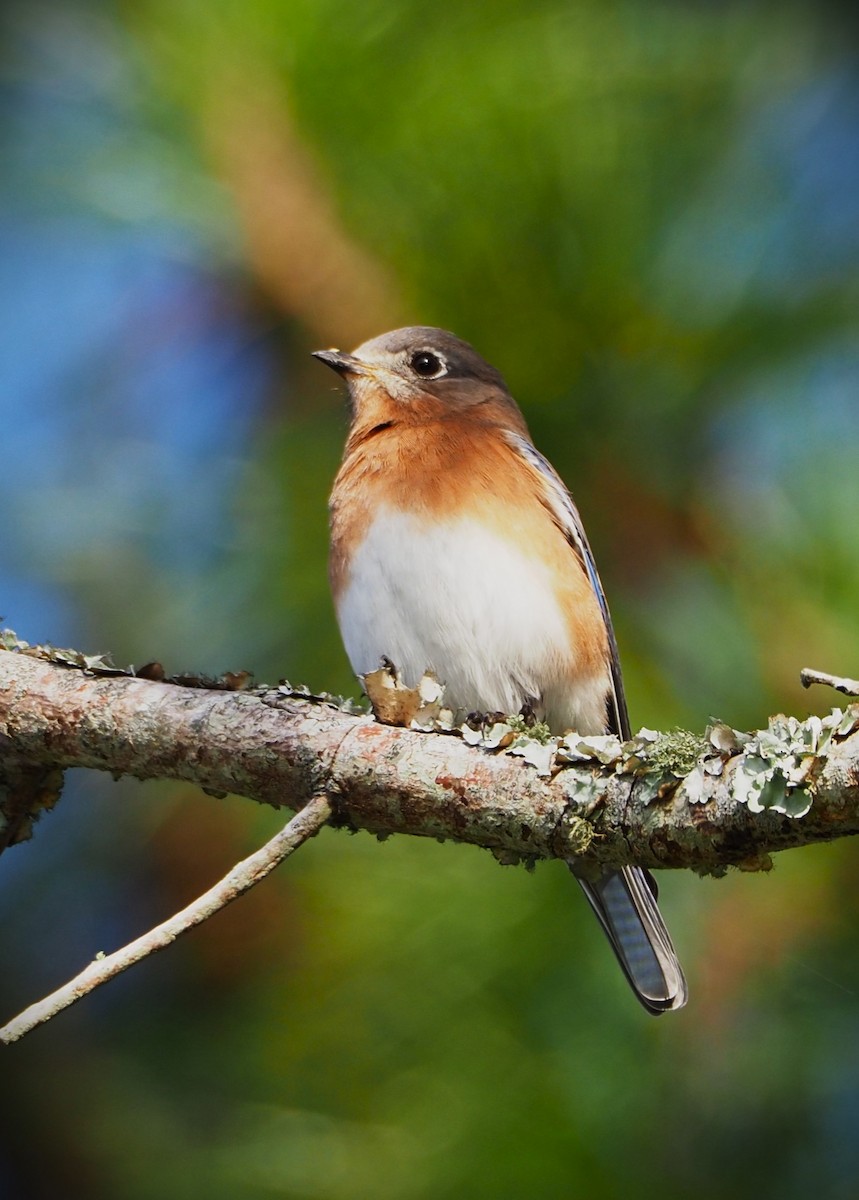 Eastern Bluebird - Dick Cartwright