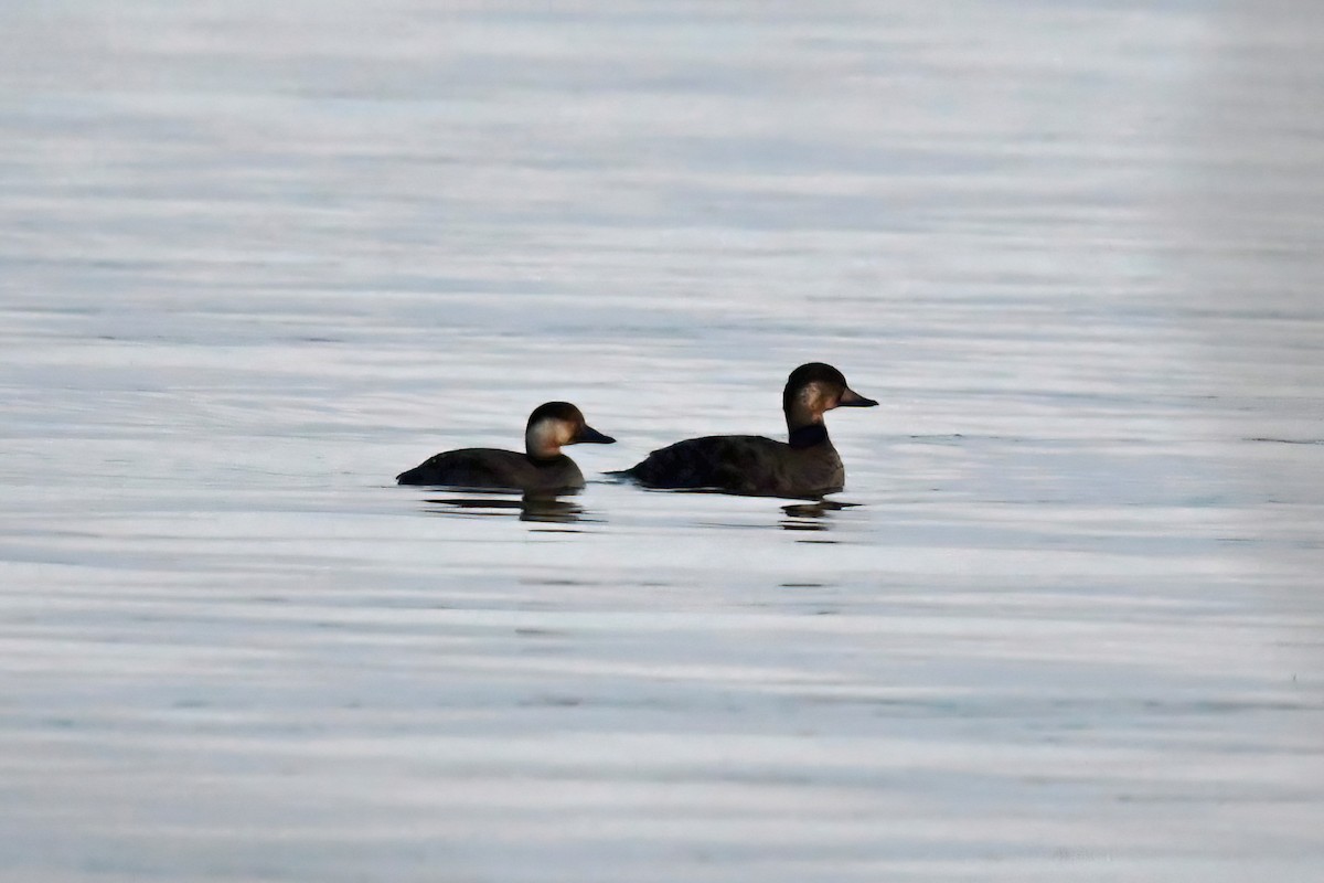 Black Scoter - ML611481261