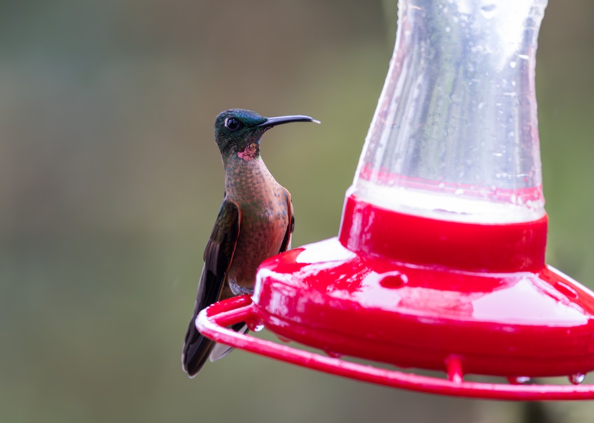 kolibřík hnědobřichý - ML611481364