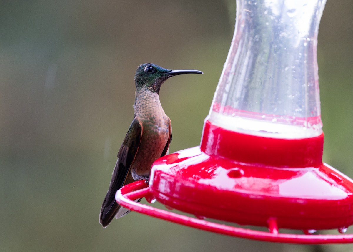 kolibřík hnědobřichý - ML611481365