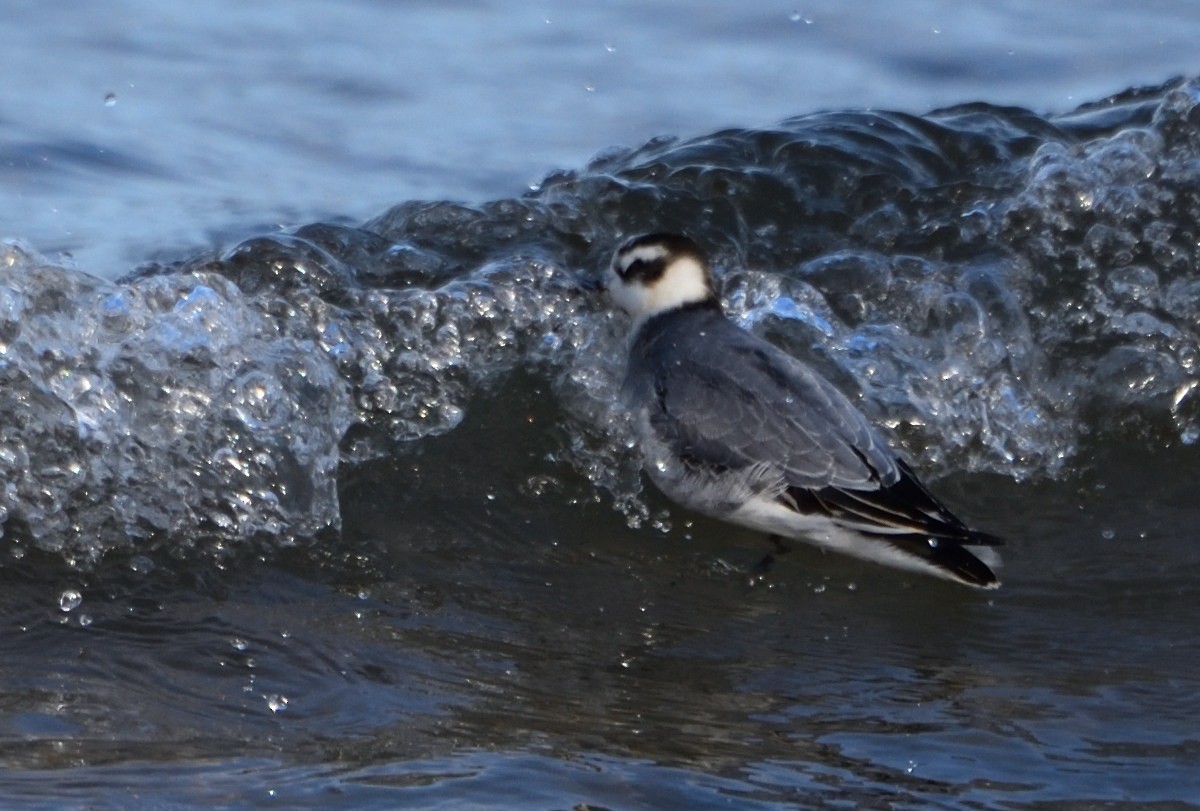 Red Phalarope - ML611481371