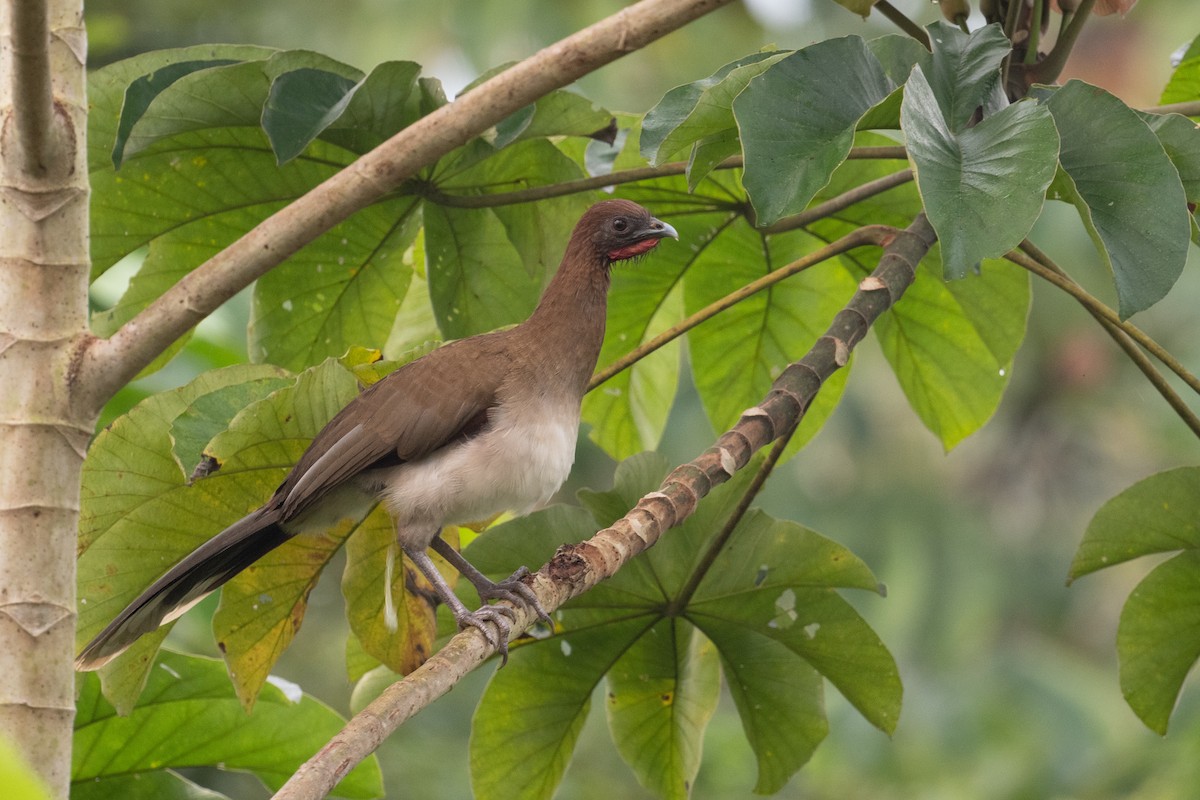 Chestnut-winged Chachalaca - Brandon Nidiffer