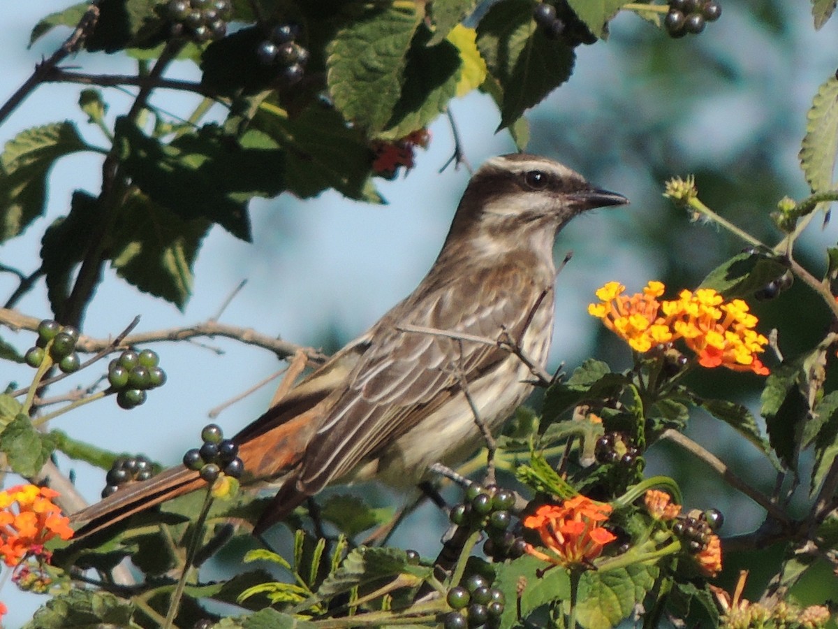 Variegated Flycatcher - Luciano Perotti