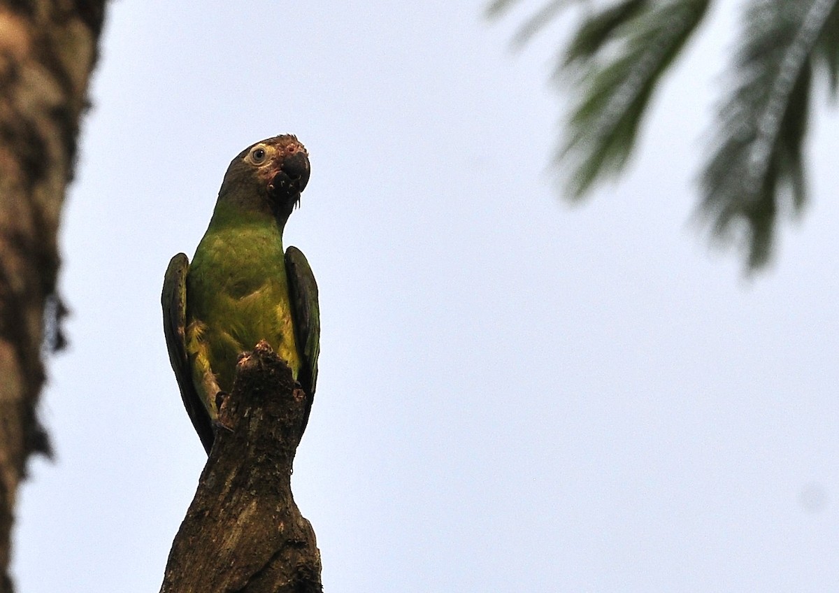 aratinga tmavohlavý - ML611481489