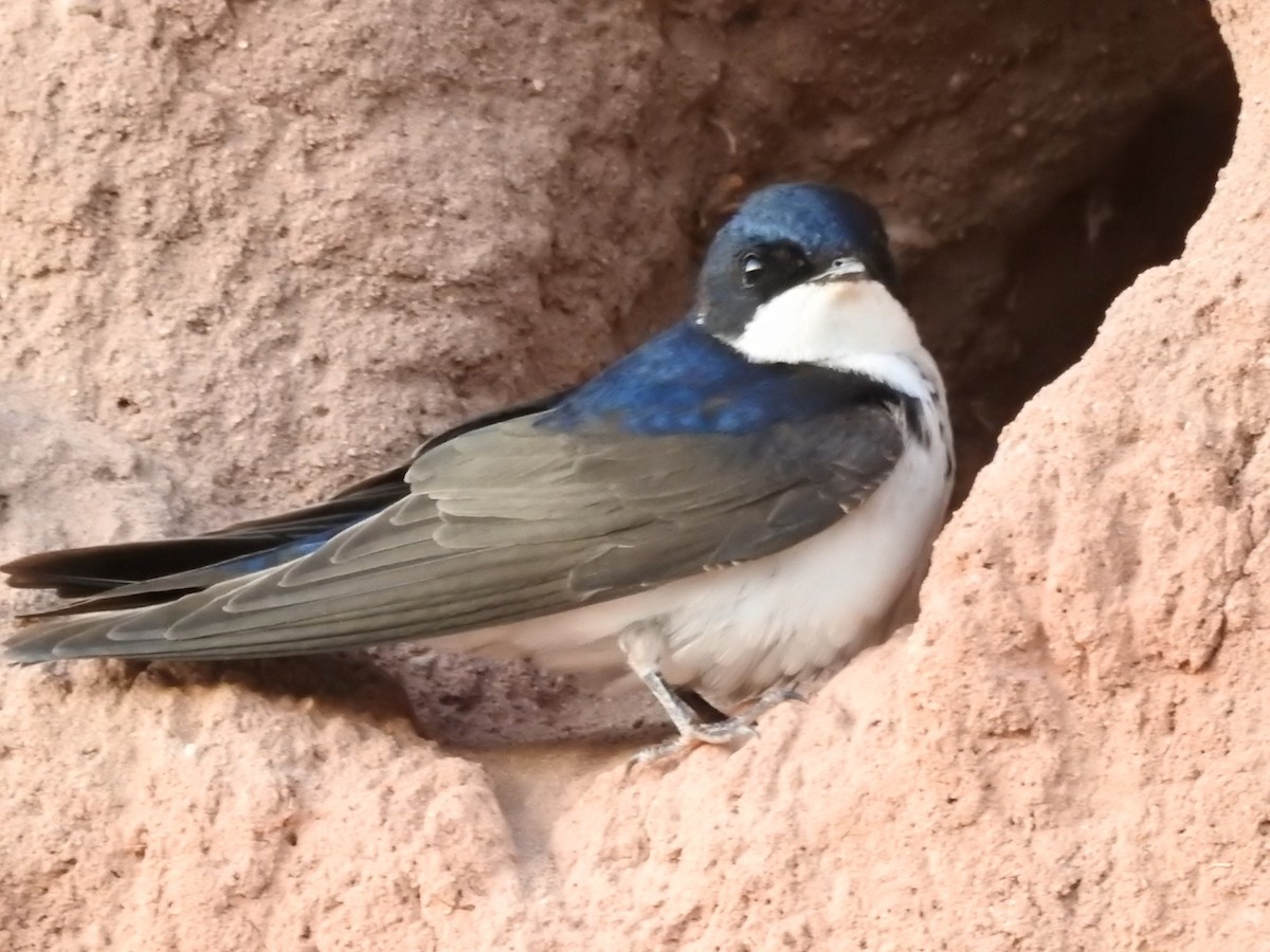 Chilean Swallow - ML611481603